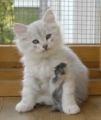 silver silver